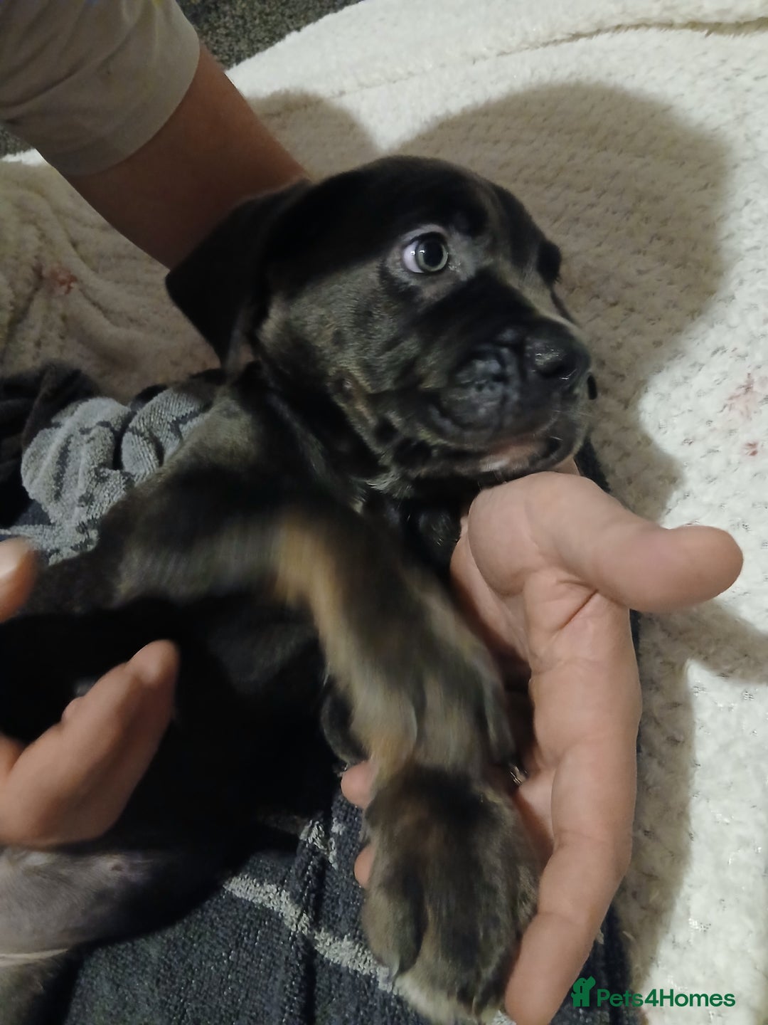 Cane Corso dogs for sale: 1 boy 2 girls remaining  - Image 12