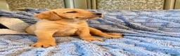 Labrador Retriever dogs for sale: 🐾 Beautiful Labrador Puppies in Welshpool - Advert 9