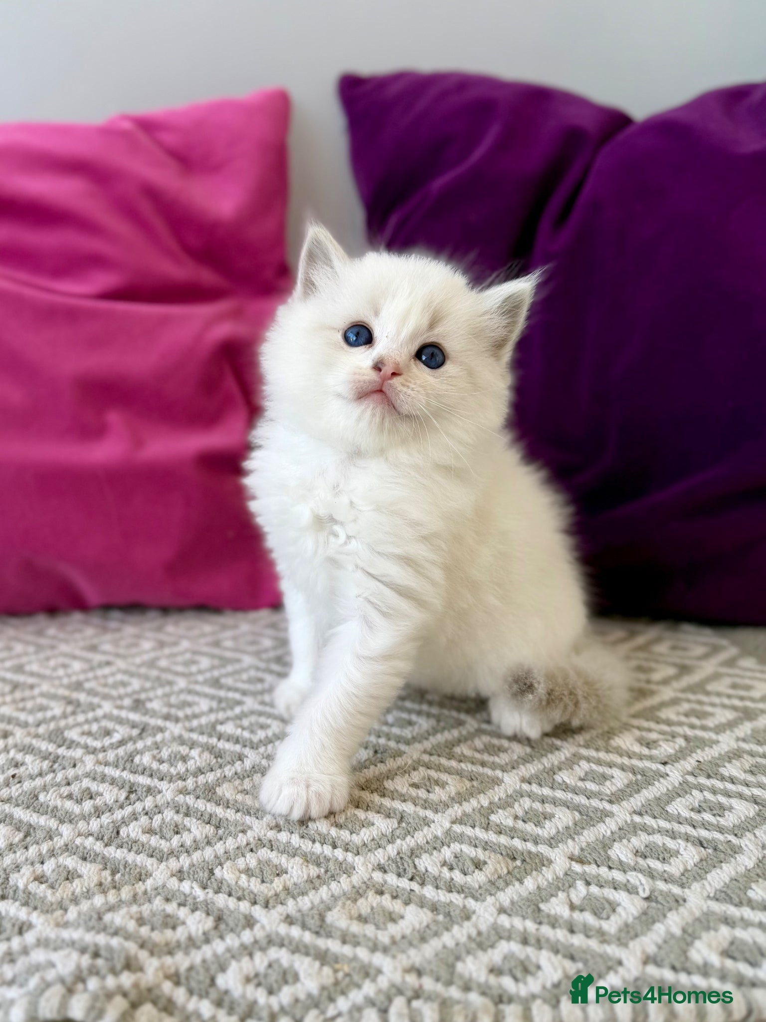 Ragdoll cats TICA registered ragdoll kittens - Advert 15