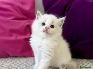 Ragdoll cats TICA registered ragdoll kittens - Advert 1