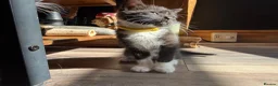 Mixed Breed cats for sale: Beautiful kittens  in Manchester - Advert 12