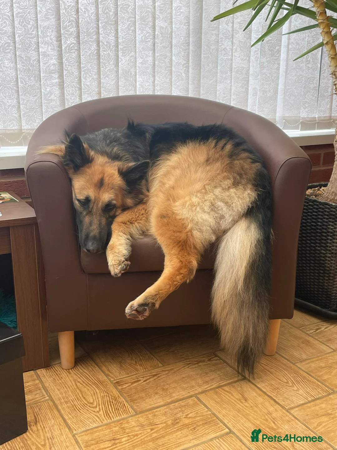 German Shepherd dogs for sale: Home Wanted for Mia  - Advert 5