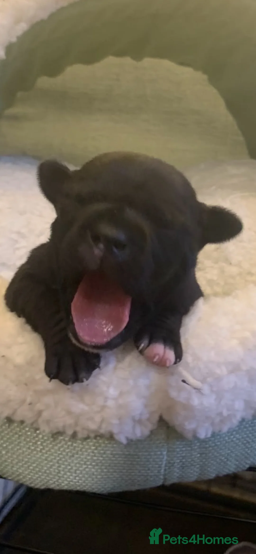 Staffordshire Bull Terrier dogs for sale: 5 staffy puppies for sale - Advert 2