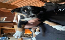 Mixed Breed dogs for sale: Collie x huntaway - Image 10