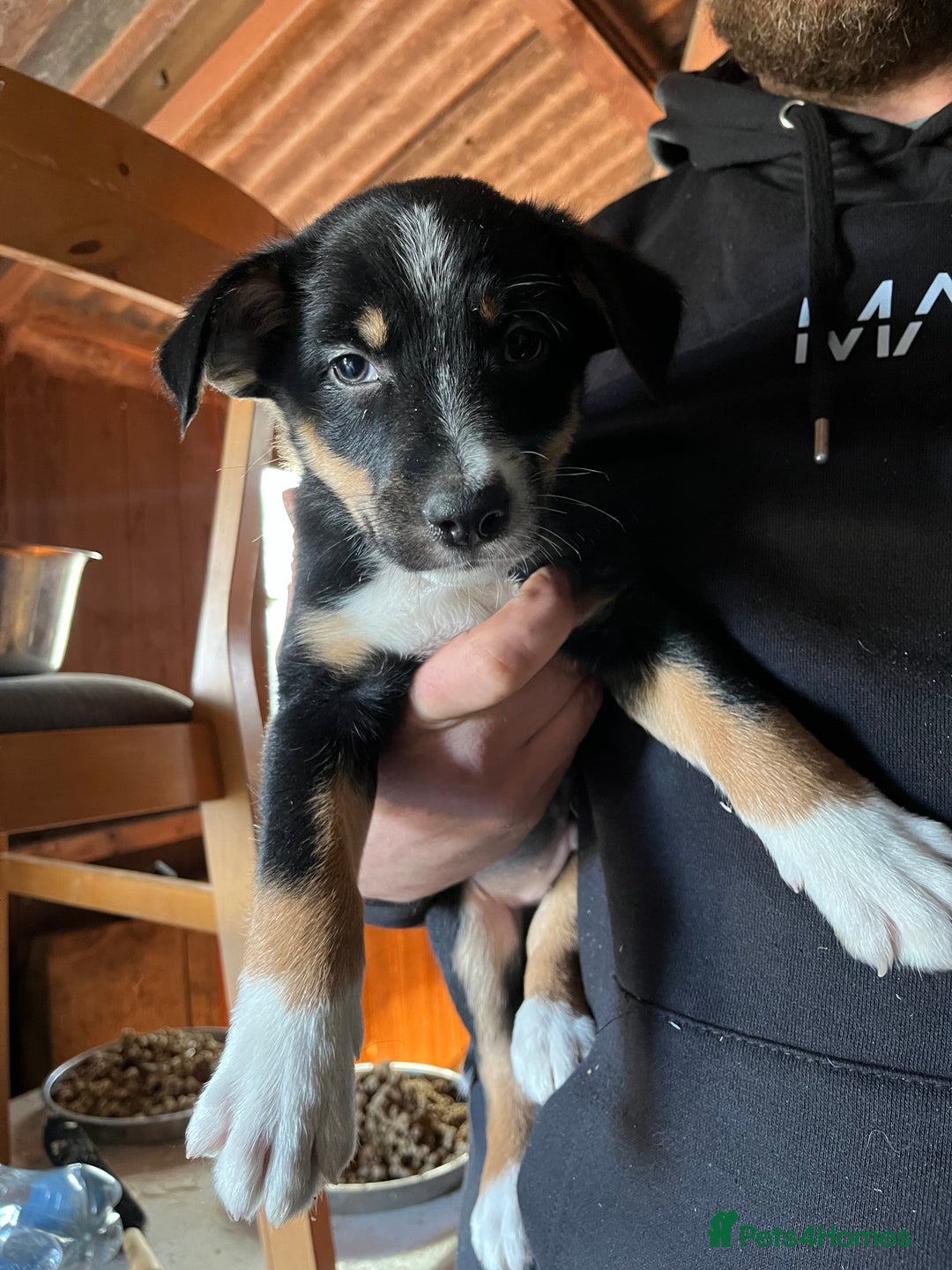 Mixed Breed dogs for sale: Collie x huntaway - Image 10