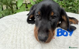 Miniature Dachshund dogs for sale: Miniature Dachshund - Image 9