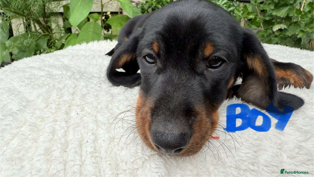 Miniature Dachshund dogs for sale: Miniature Dachshund - Image 9