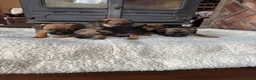Border Terrier dogs for sale: KC registered border terrier pups  - Advert 6