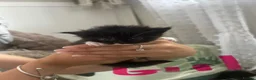 Mixed Breed cats for sale: 5 females for sale  in St. Neots - Advert 6