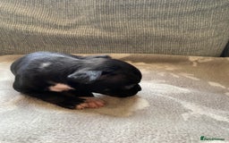 Mixed Breed dogs for sale: French bulldog x Staffordshire bull terrier - Image 25