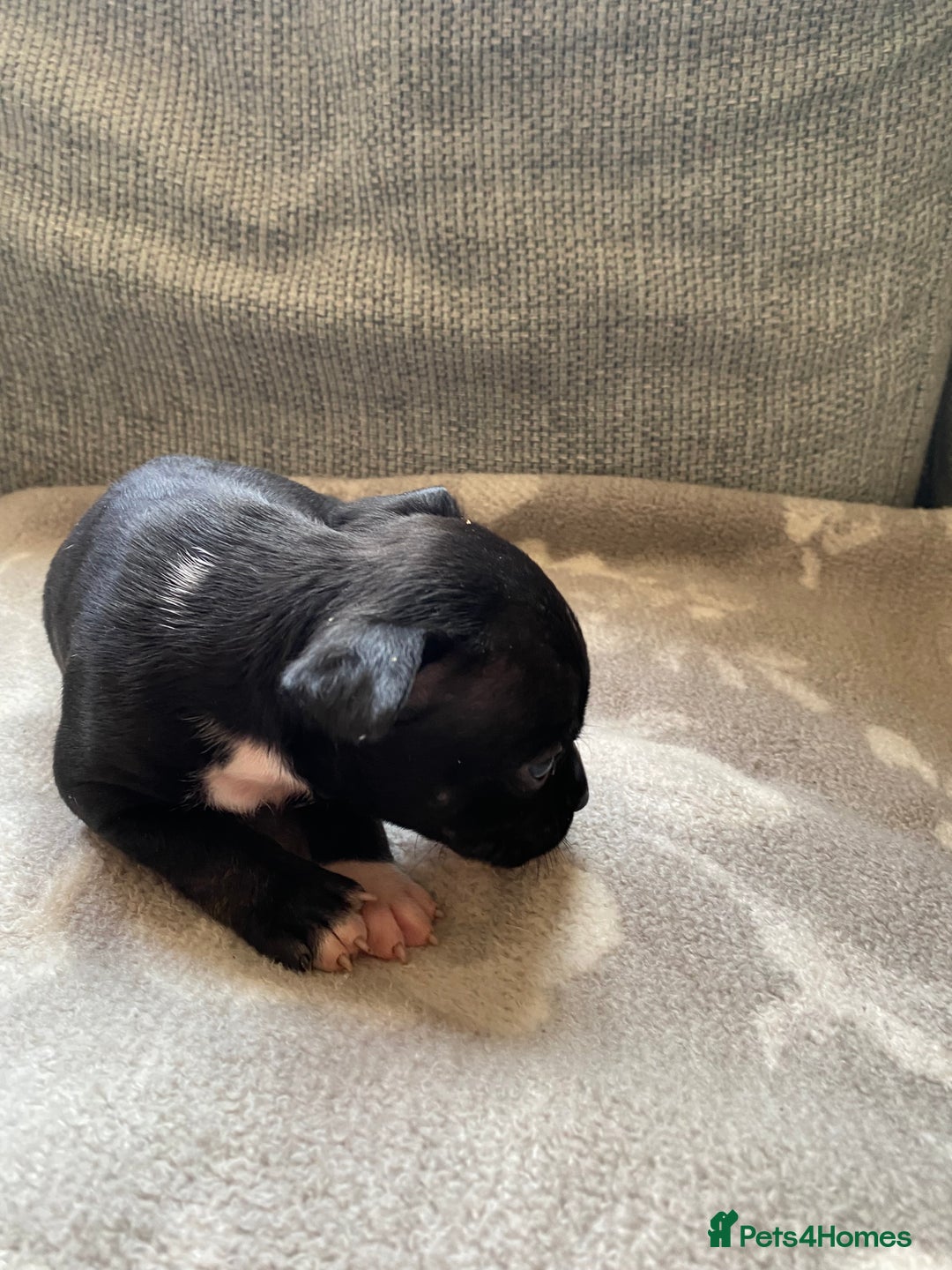 Mixed Breed dogs for sale: French bulldog x Staffordshire bull terrier - Image 25