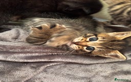 Mixed Breed cats for sale: Beautiful kittens 🐈‍⬛  - Image 21