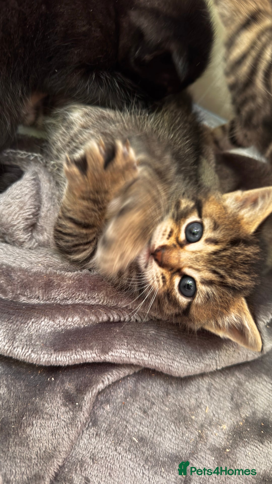 Mixed Breed cats for sale: Beautiful kittens 🐈‍⬛  - Image 21