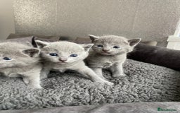 Russian Blue cats for sale: Russian blue kittens  - Image 1