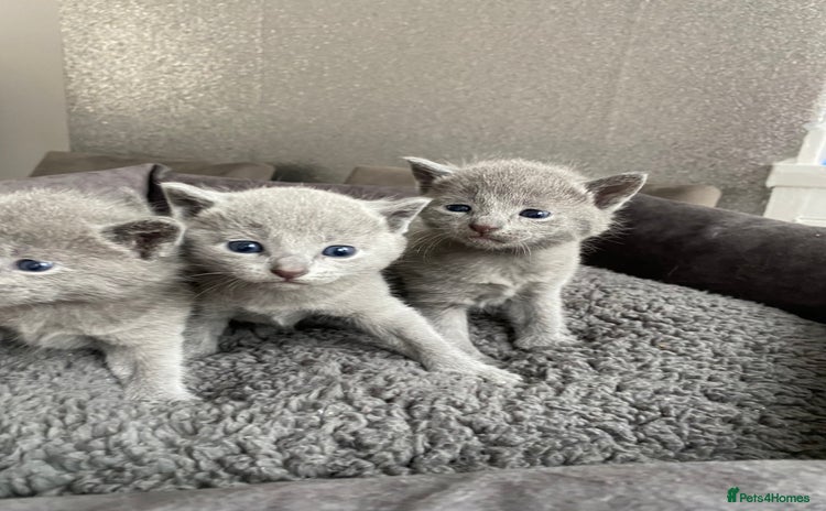 Russian Blue cats - Advert 4