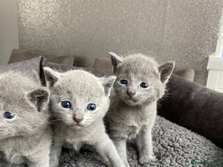 Russian Blue cats - Advert 2