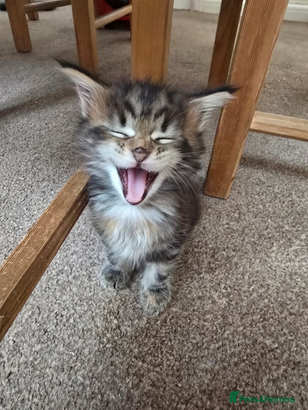 Maine Coon cats for sale: Beautiful Maine Coon kittens  - Image 6