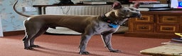Thai Ridgeback dogs for stud: Thai Ridgeback Stud in Maidstone - Advert 4