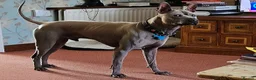 Thai Ridgeback dogs for stud: Thai Ridgeback Stud in Maidstone - Advert 4