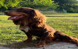 Cocker Spaniel dogs for stud: HEALTH TESTED KC COCKER SPANIEL FOR STUD - Image 4