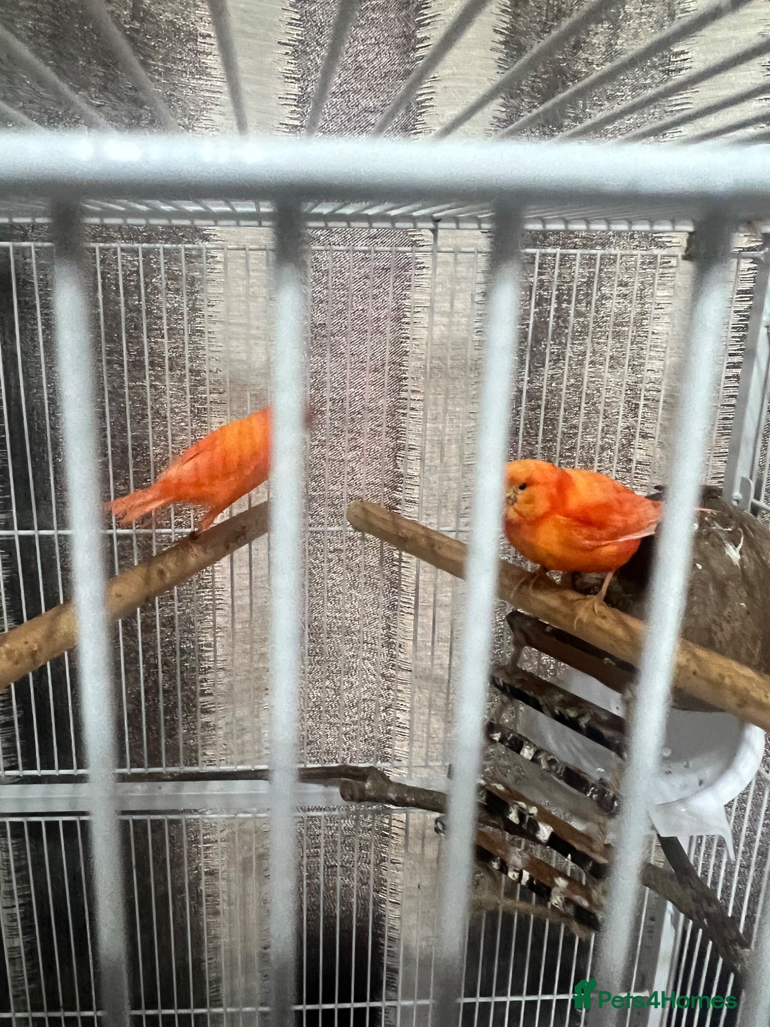 Canaries birds Red Factor Canaries Pair - Advert 2
