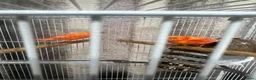 Canaries birds for sale: Red Factor Canaries Pair - Advert 2
