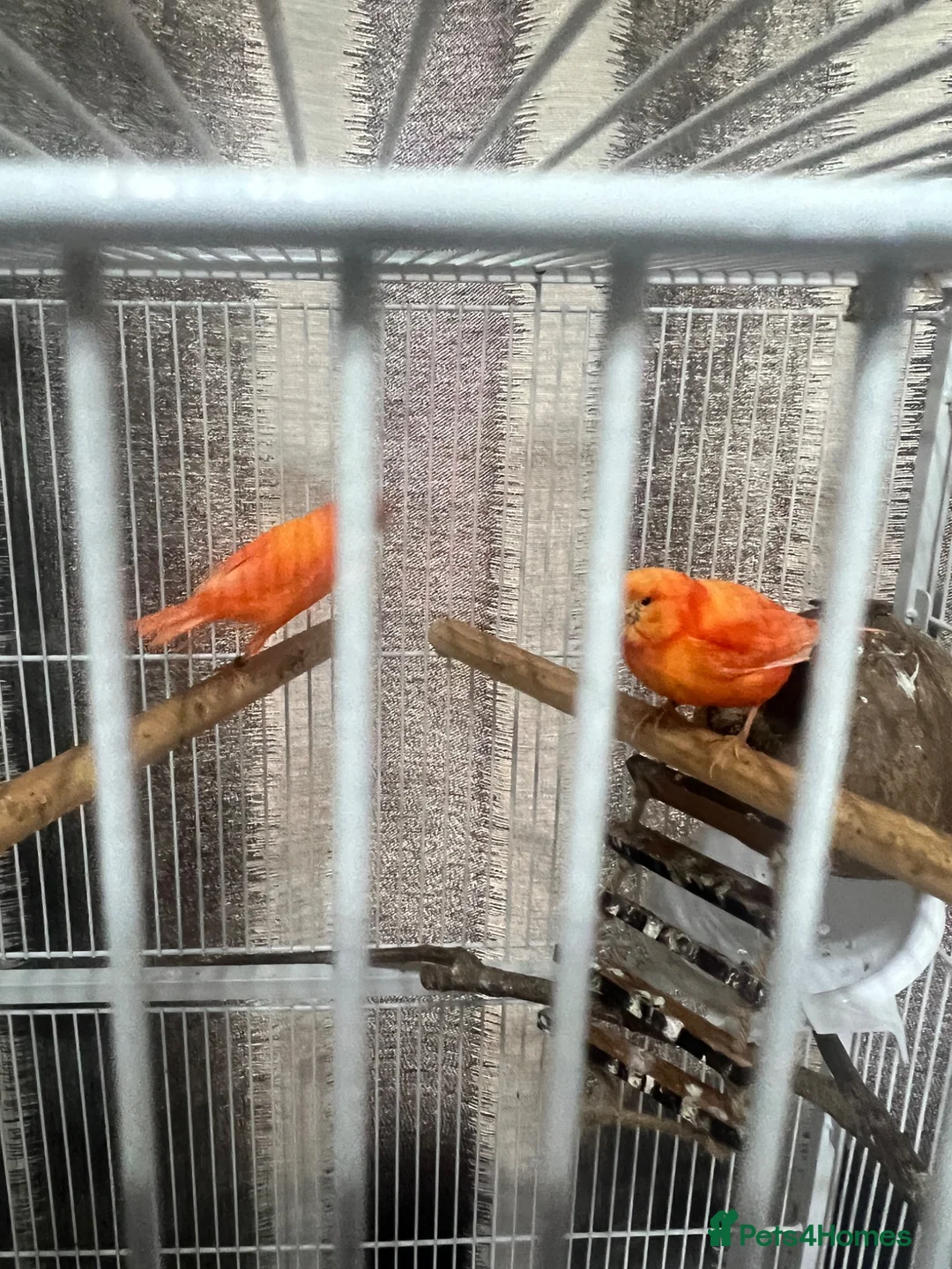 Canaries birds for sale: Red Factor Canaries Pair - Advert 2