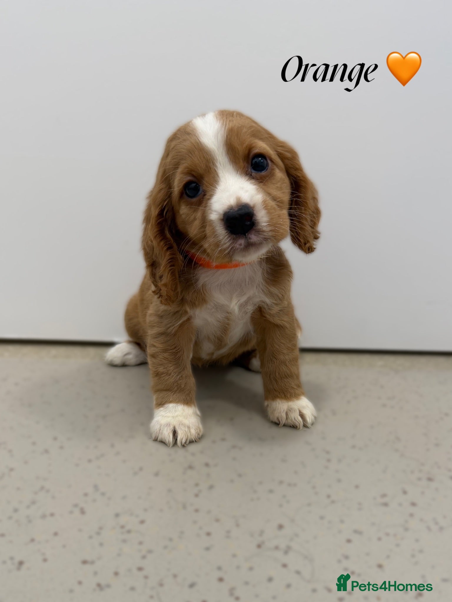 Cocker Spaniel dogs Beautiful cocker spaniel pups for sale! - Advert 1