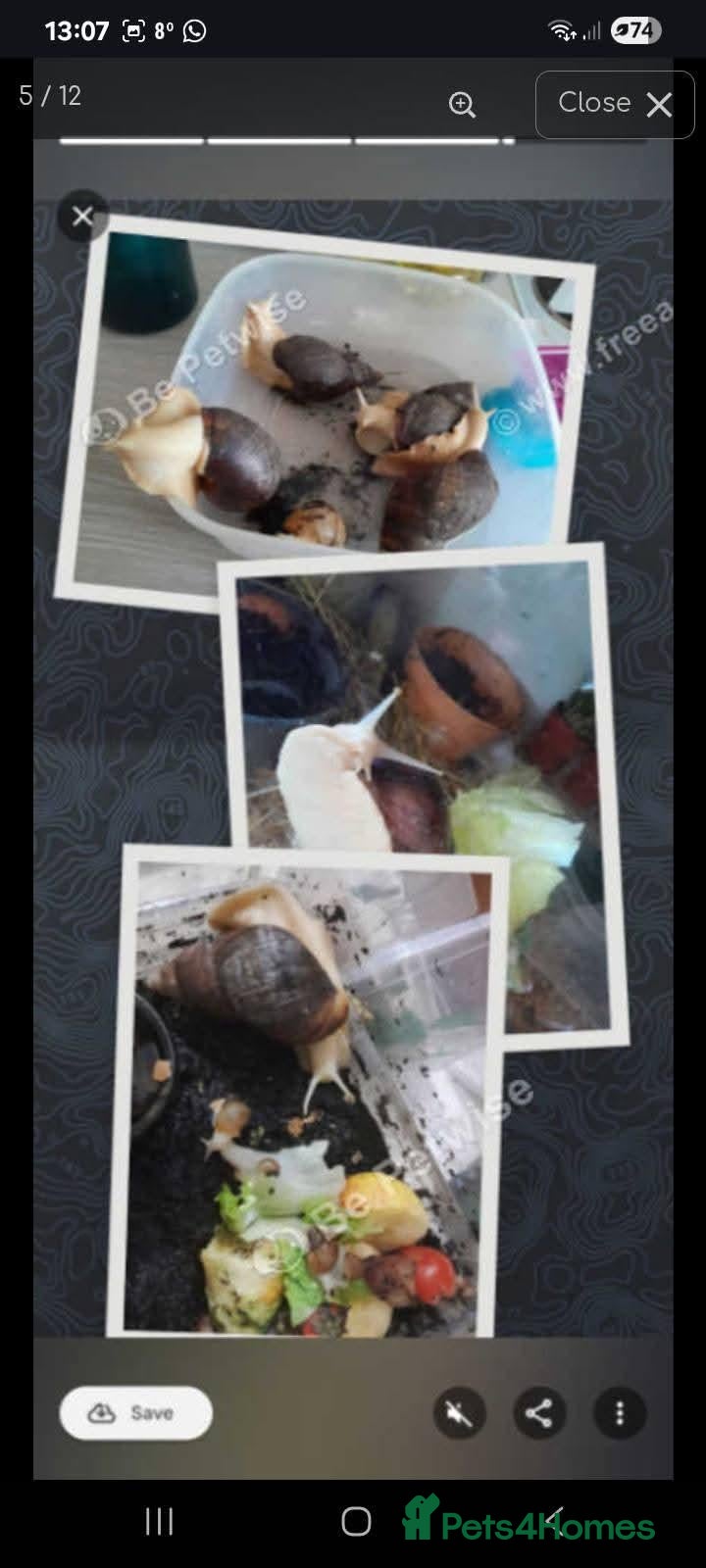 Snails invertebrates Baby Fulica albino giant African land snails  - Advert 14