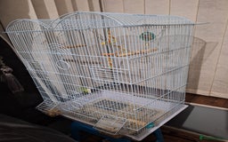Conures birds for sale: Conure and Lovebird for Sale  - Image 13
