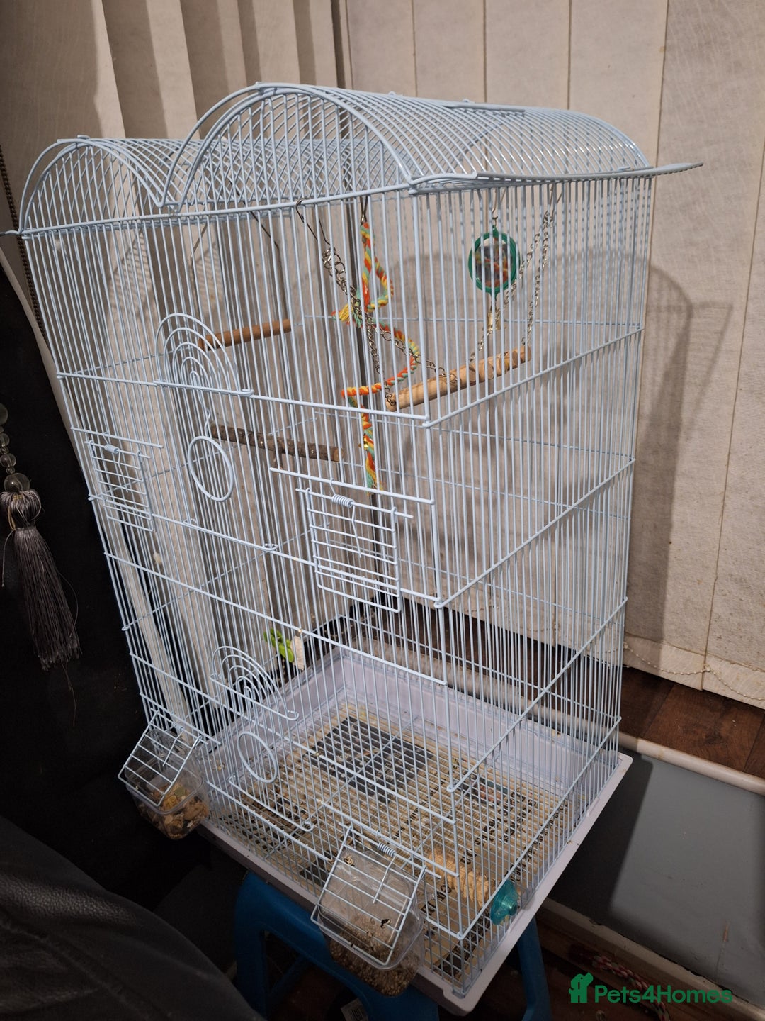 Conures birds for sale: Conure and Lovebird for Sale  - Image 13