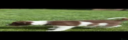 Border Collie dogs for sale: Exceptional Border collie pups  - Advert 20