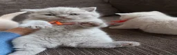 British Shorthair cats for sale: GCCF registered cream and lilac BSH - Advert 9