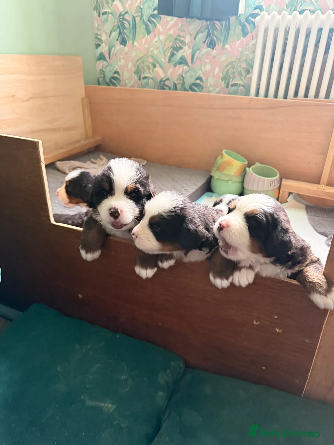 Bernese Mountain Dog dogs for sale: Pedigree Bernese Mountain Dog Puppies  - Advert 1
