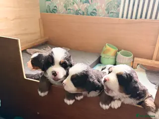 Bernese Mountain Dog dogs Pedigree Bernese Mountain Dog Puppies - Advert 1