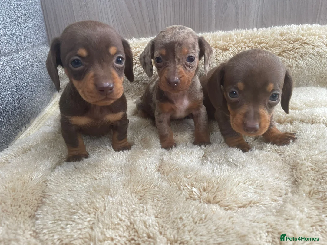 Miniature Dachshund dogs for sale: Miniature dachshund - Advert 2