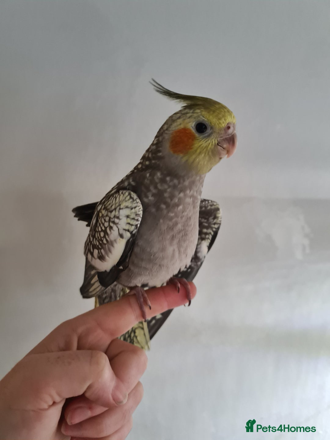 Cockatiels birds for sale: One Male, One Female Hand-Tame Sweet Cockatiels - Advert 6