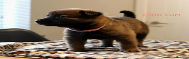 Mixed Breed 6