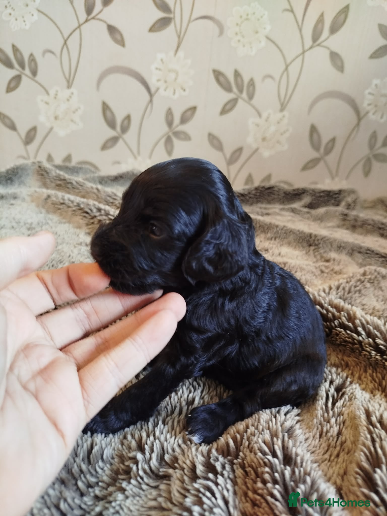Cockapoo dogs Cockerpoo f2 - Advert 2