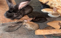 Continental Giant rabbits for sale: Pure Bred Continental Giant Rabbits  - Image 31