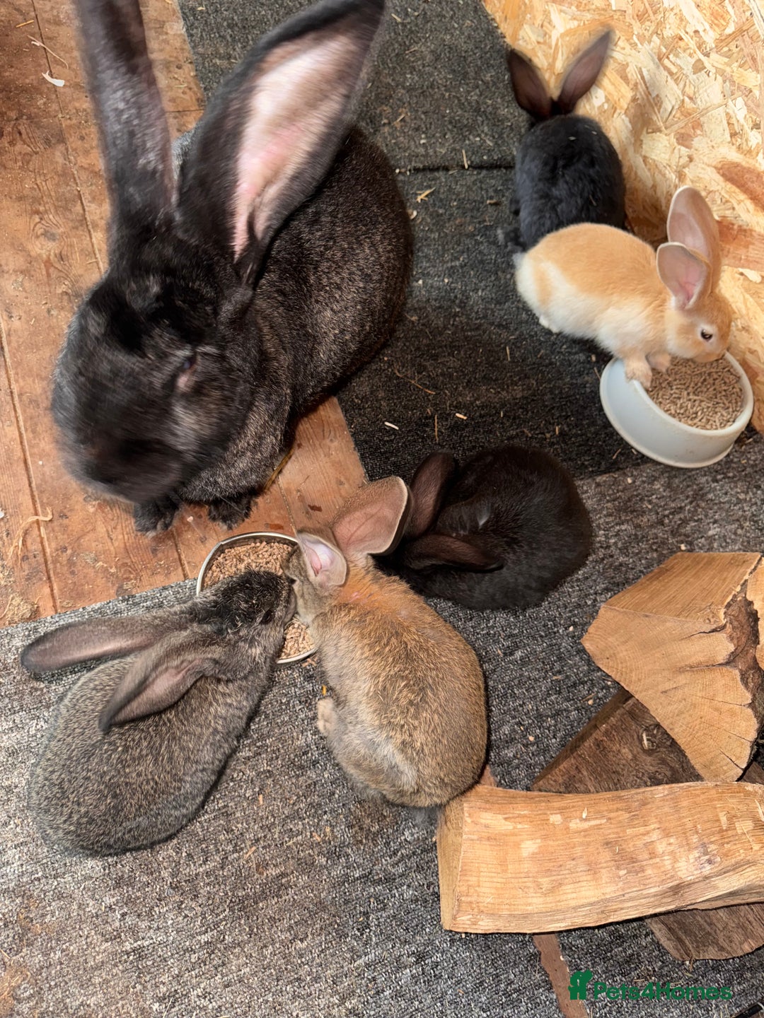 Continental Giant rabbits for sale: Pure Bred Continental Giant Rabbits  - Image 31