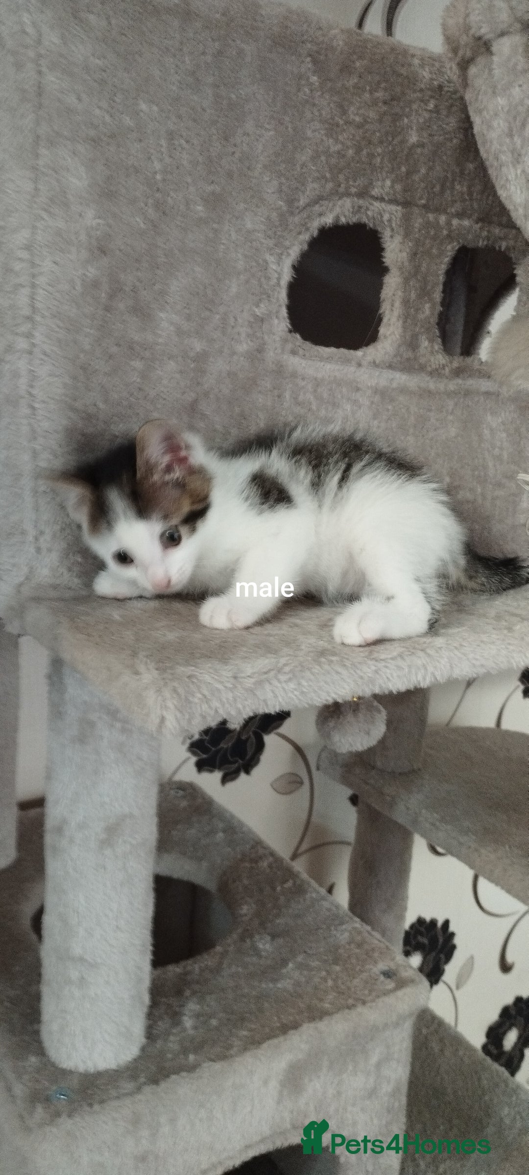 British Shorthair cats for sale: Lovely kittens search new homes - Advert 4