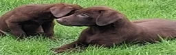 Labrador Retriever dogs for sale: Fantastic labrador pups  - Advert 13