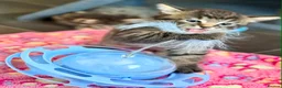Mixed Breed cats for sale: Beautiful kittens - Advert 13