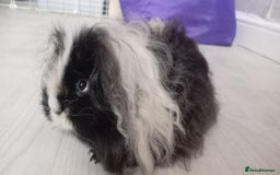 Guinea Pig rodents for sale: X2 male texel boars  - Advert 2