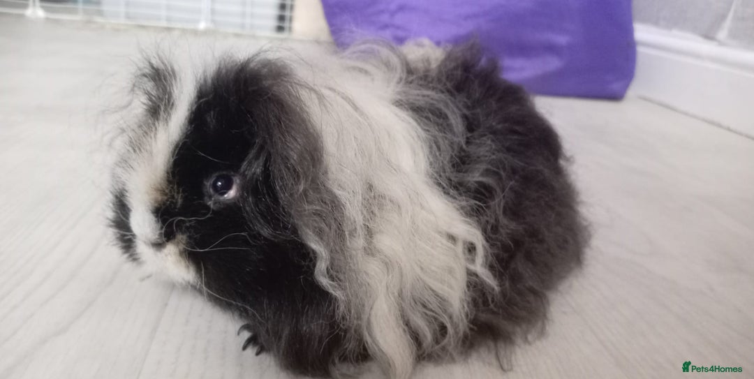 Guinea Pig rodents for sale: X2 male texel boars  - Advert 2