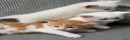 Mixed Breed cats for sale: Adorable kittens ready for their new homes - Advert 4