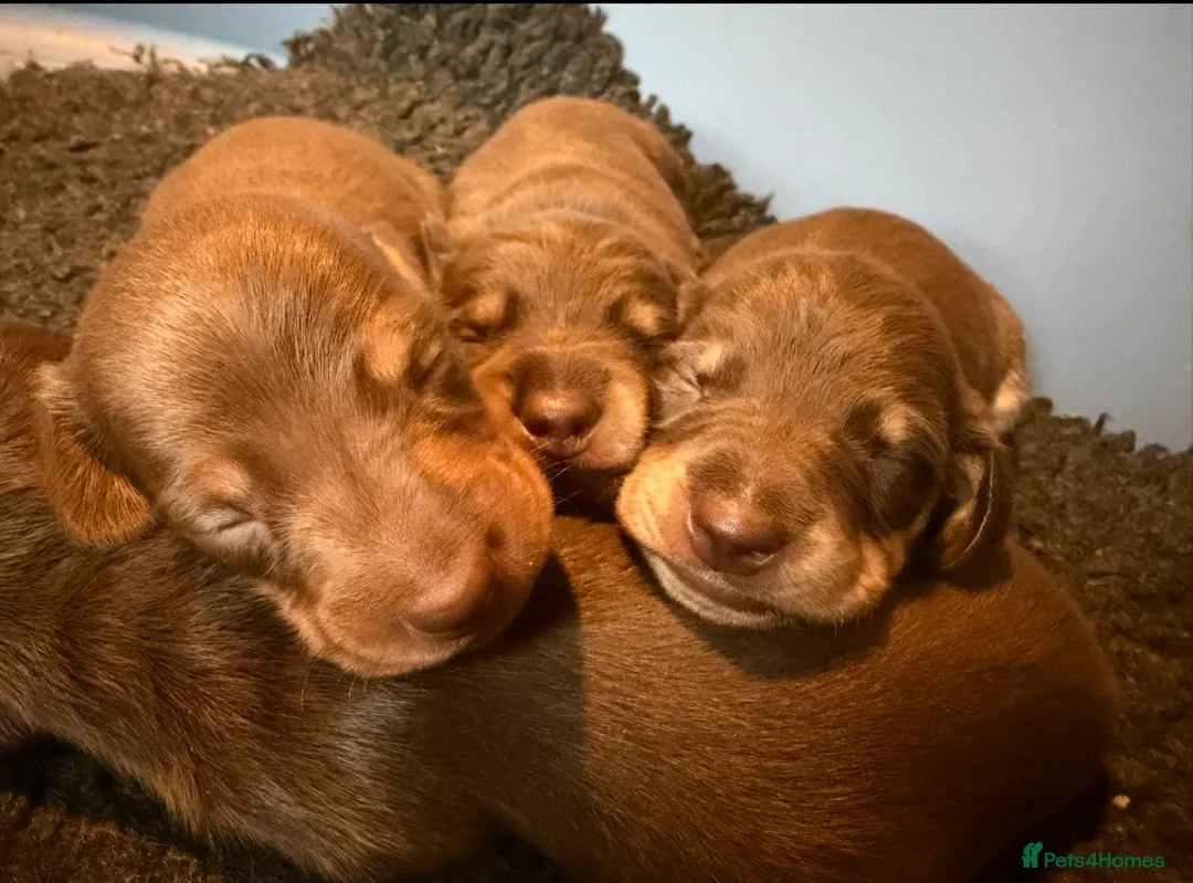 Miniature Dachshund dogs for sale: Mini smooth dachshund boys  - Advert 3