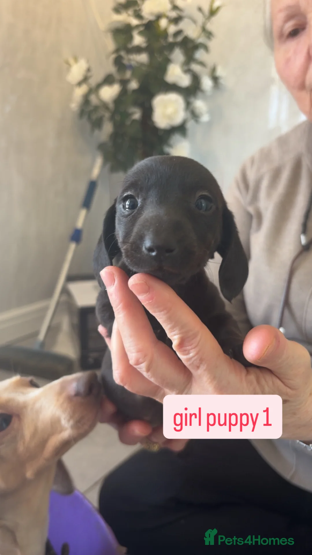 Miniature Dachshund dogs for sale: true tiny dachshunds! - Advert 40