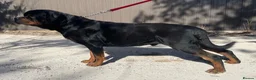 Rottweiler dogs for sale: 💯Oustanding big chunky M/F💯Ready in a few💋💋 in Buxton - Advert 6